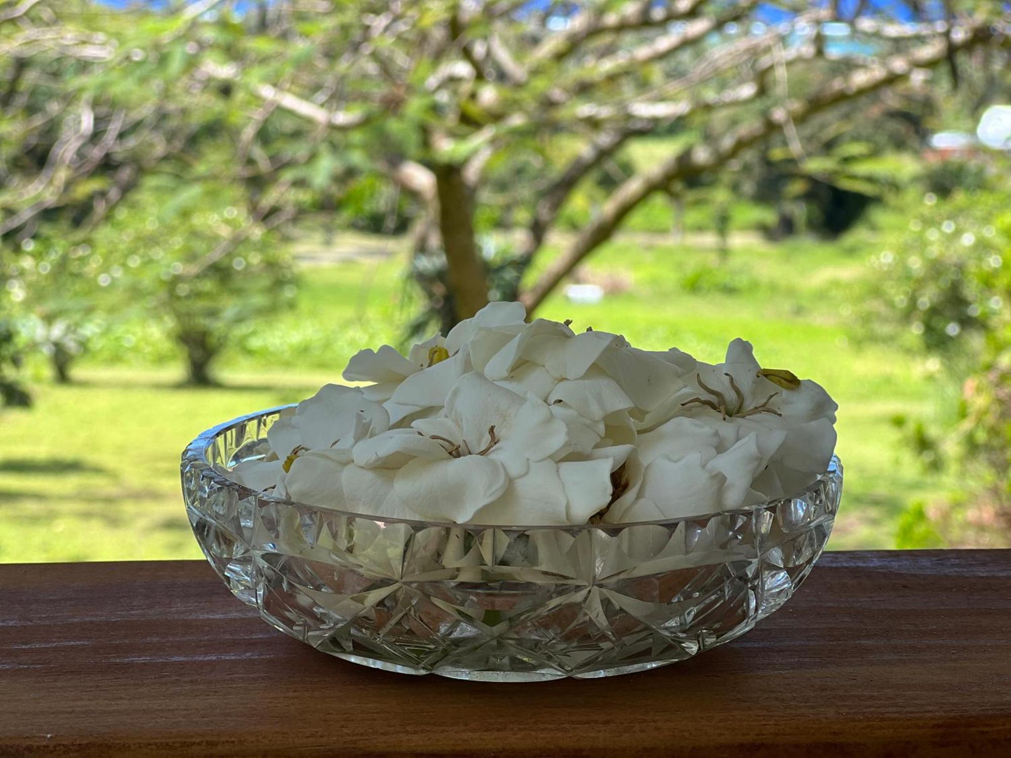 הוילה רארוטונגה Avocado Retreat מראה חיצוני תמונה